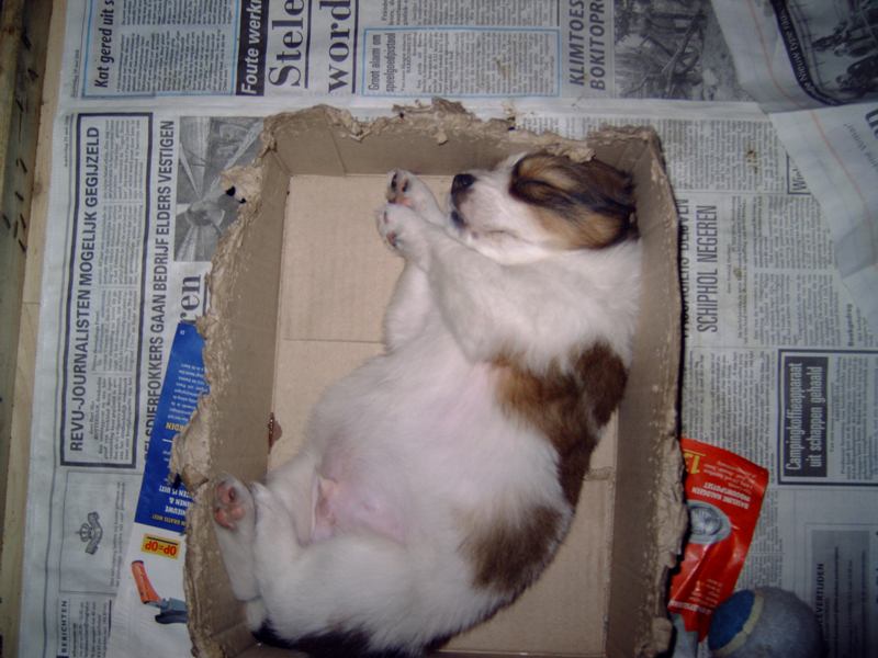 Puppies